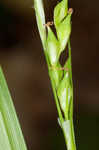 Manhart's sedge